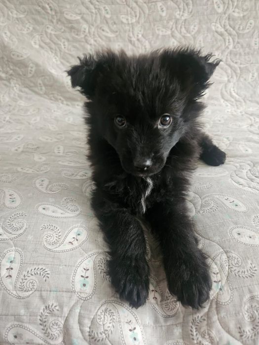 Ищем дом для щенка