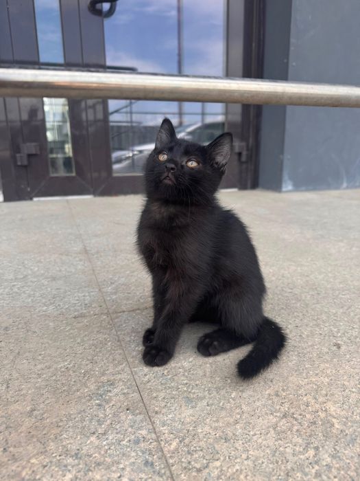 Котики и кошка черненькие