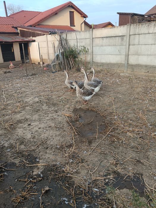 Gâște.   Africane