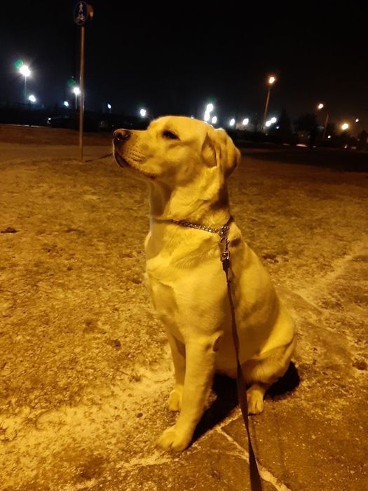 Plimb & îngrijesc câini București|Servicii premium|Încredere totală