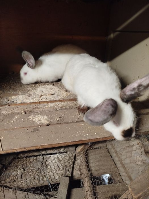 Uriaș de Transilvania