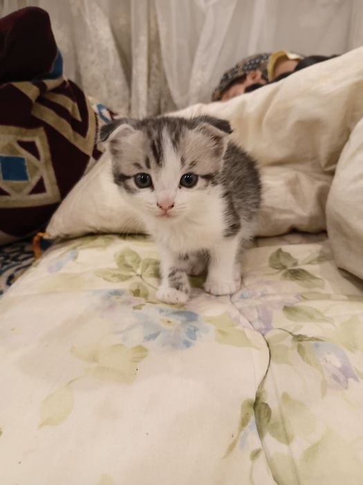 Шатланскей кошка