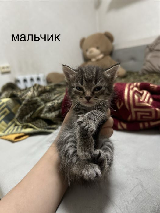 отдам котят в добрые руки