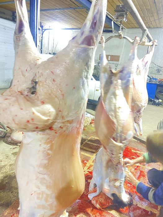 Қойлар сатылады продаются овцы