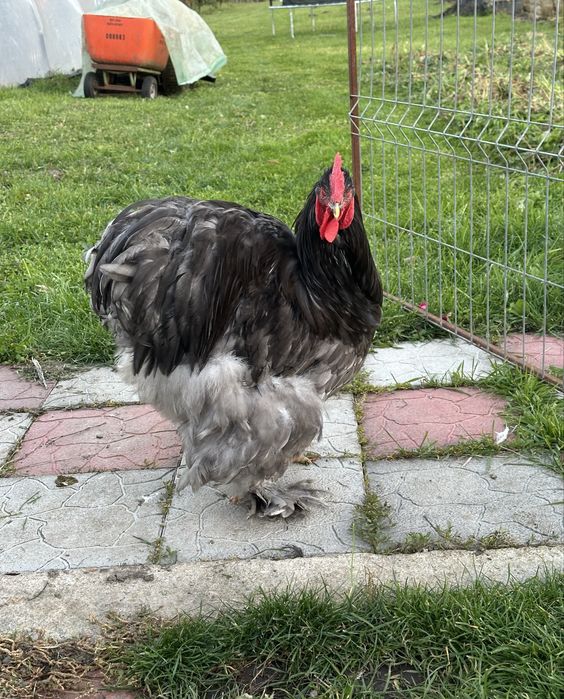 Oua cochinchina urias albastru