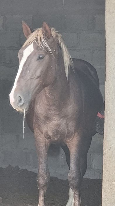 Продам Жеребца-Айгыр