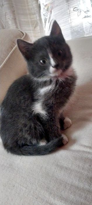 Продам эгейского котика