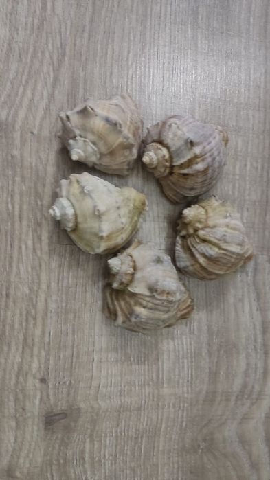 Продам ракушки рапаны
