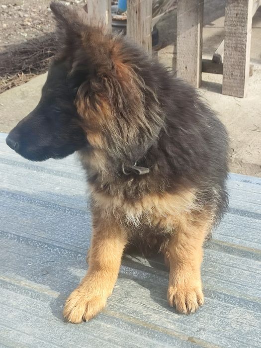 Немецкая овчарка