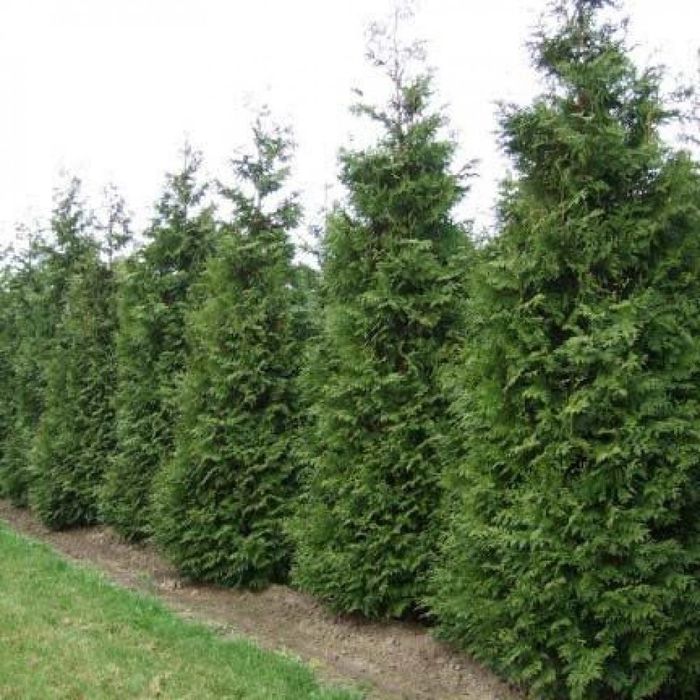 Туя Брабант 1м 12000тг 2 до 35000тг  3м 80000