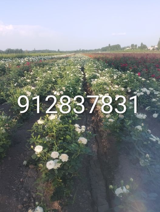 Дехкончилик гарантия качества