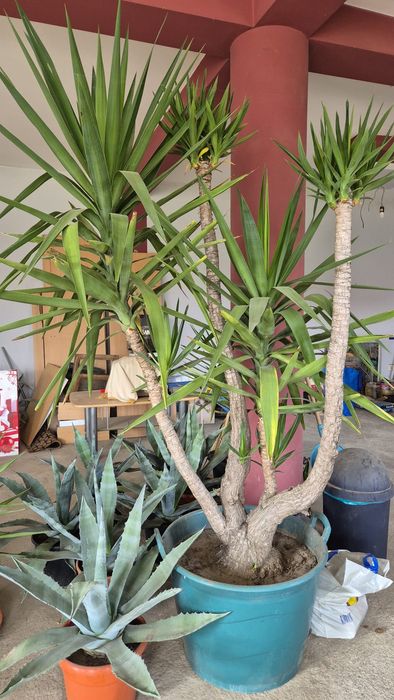 Vând plantă Yucca, înălțime 2m