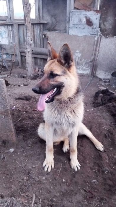 Чистокровная овчарка