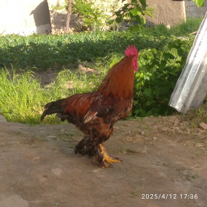 Xoʻrozlar soni 2 ta