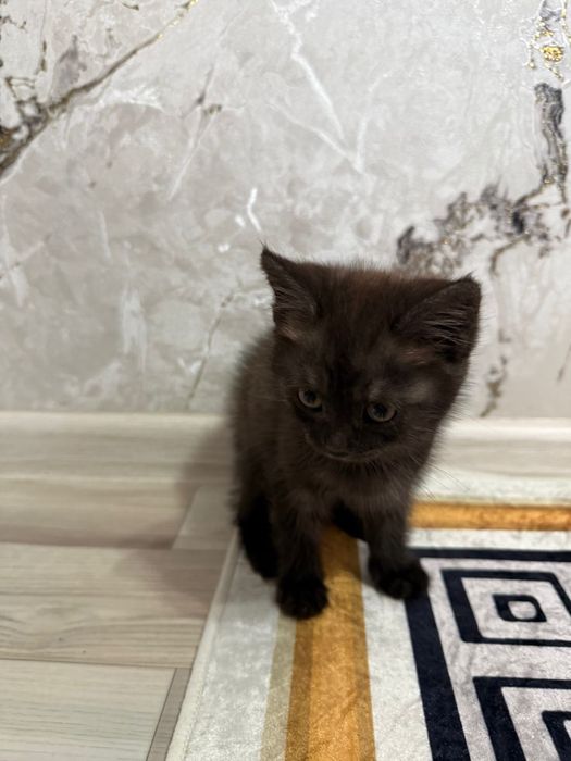 Маленький игривый котенок