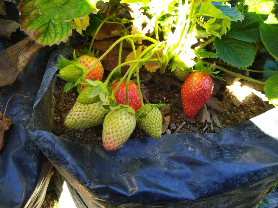 Ягоди разсад - лятна кампания