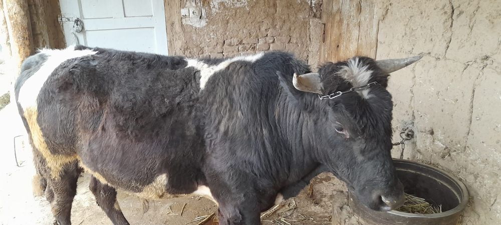 Ho'kiz yoshi 3yoshda