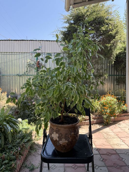 Фикус пестролистый