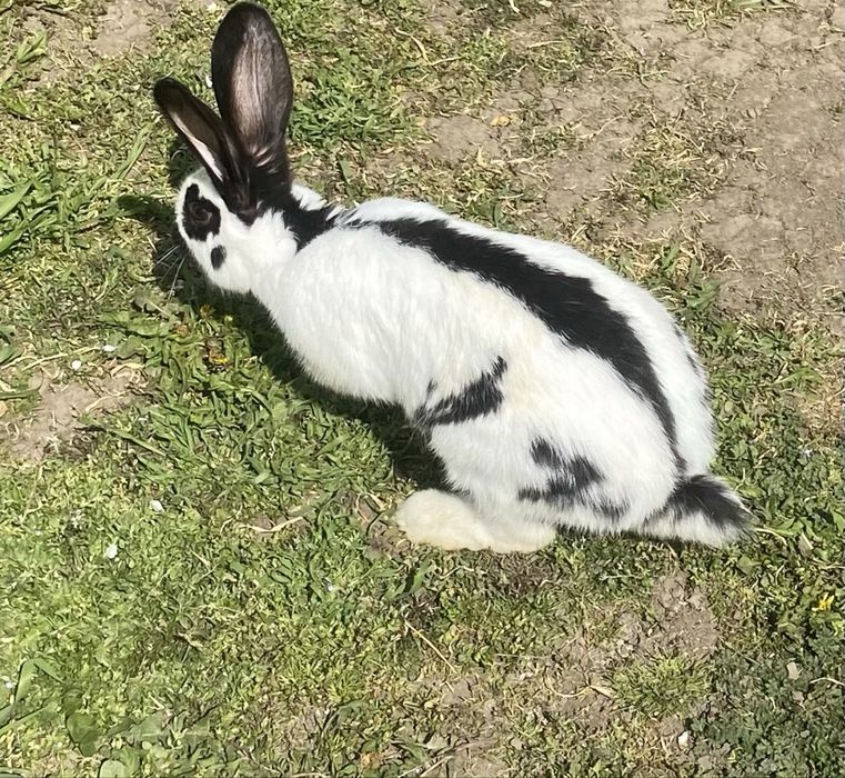 Iepuri Pestrit german