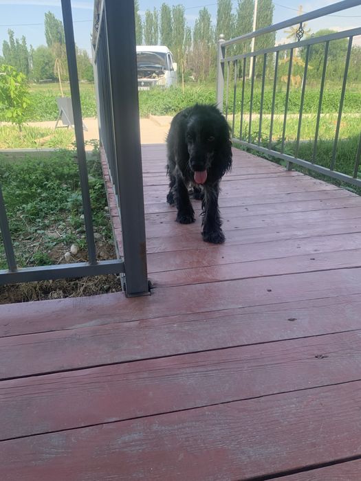 Руский спанель