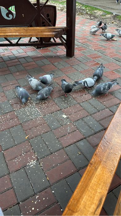 Стол, Стуль, стол