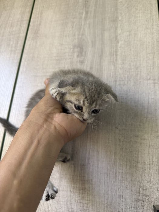 Котенок фолд мальчик девочка есть