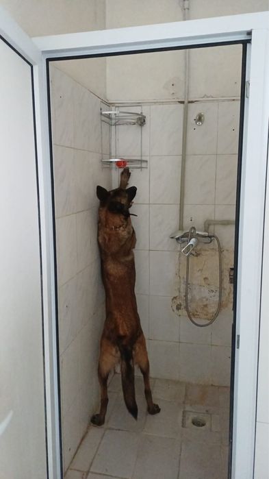 Белгийская овчарка малинуа