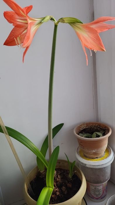 Гиппеаструм красноватый.