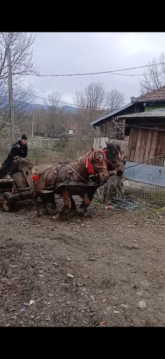 Cal de vânzare  de 2 ani