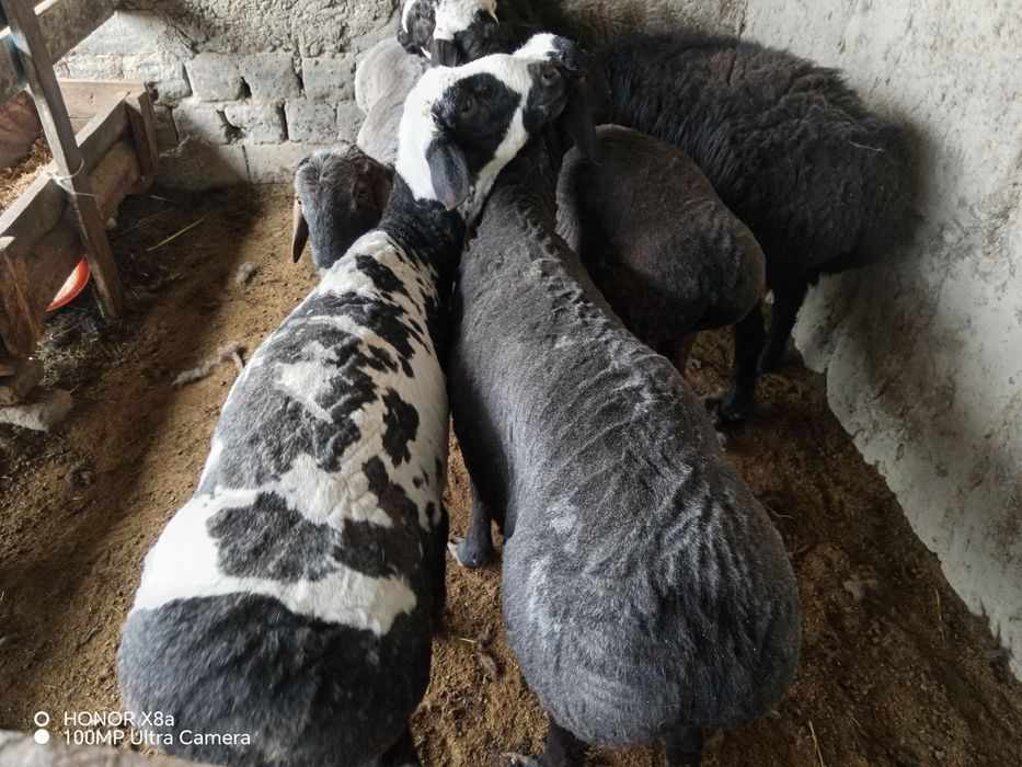 Boqilgan tayyor quchqorlar sotiladi