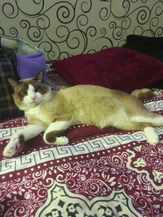 Ещу кошку для связки.