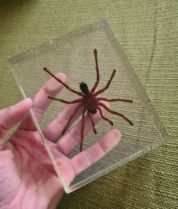 Tarantula Reala Incastrata In Rasina Insecte Reale Insectar Deagostini