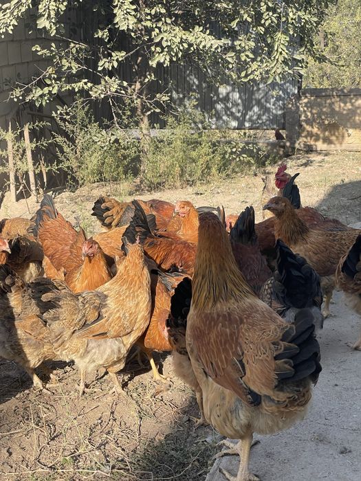 Продам кур кученских юбилейных