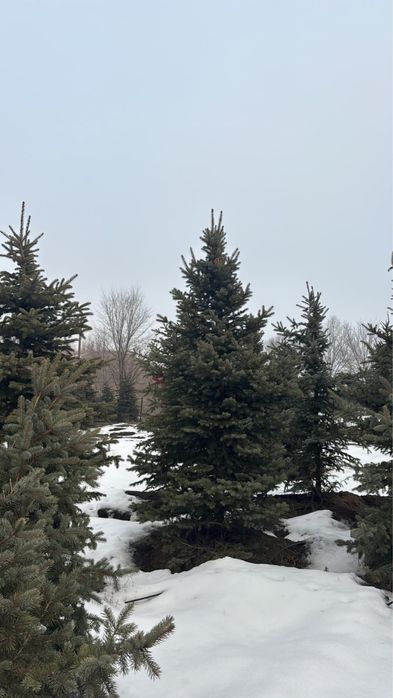 Голубые ели, Сибирские