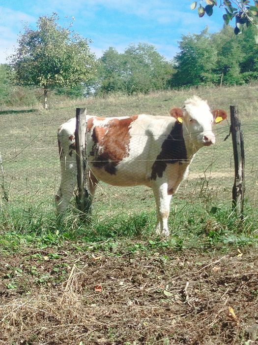 vând vițea de un an și 7 luni