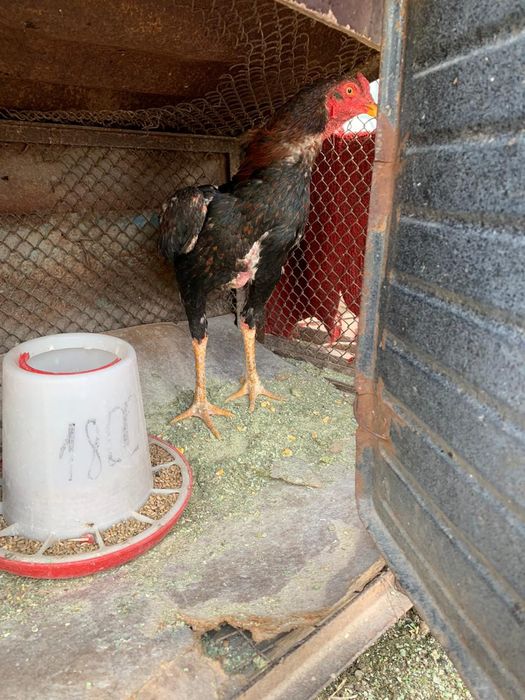 Продам петуха Дакан