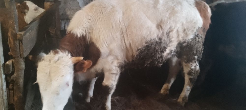 Бұқалар сатылады