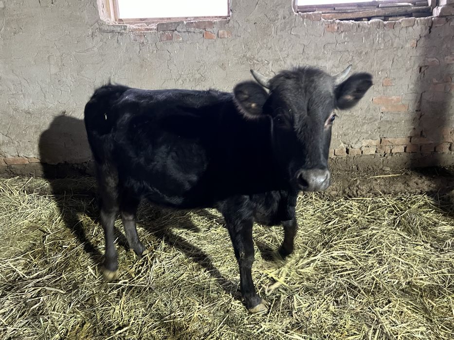 Продам Тёлочку 1.5 года