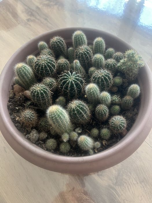 Кактусы маленькие