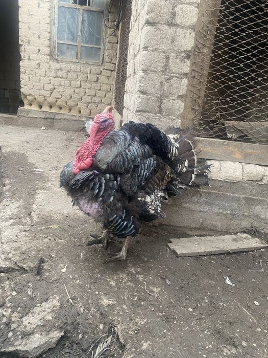 Продам индюка бронза