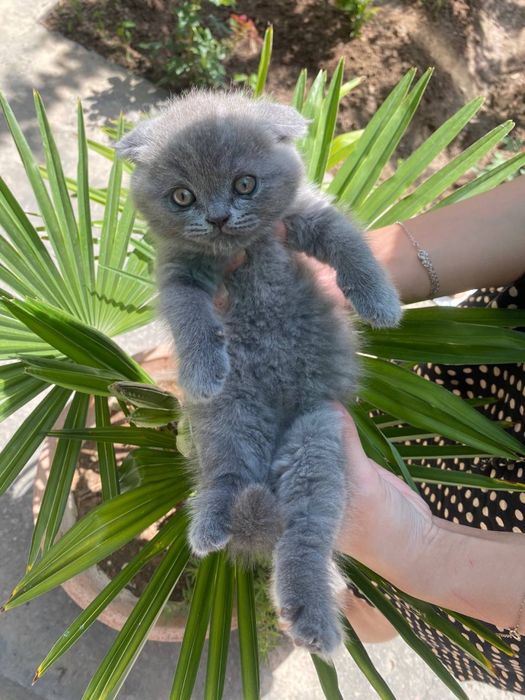 продаются котики