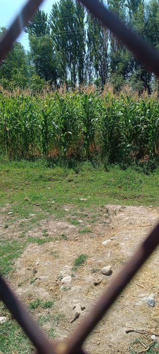 Kaттеж  Юкори чирчикда сотилади