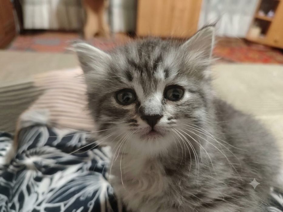 Отдам котят в добрые руки!