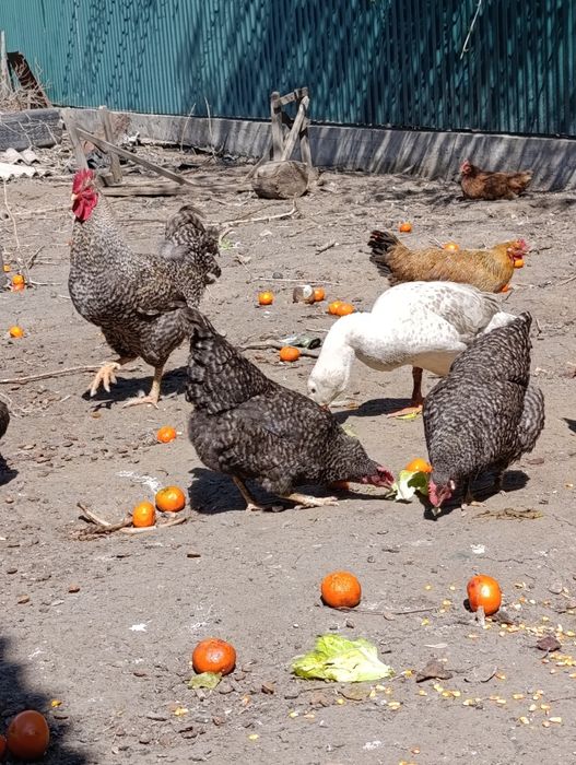 Продам молодых курей