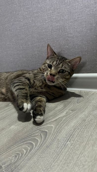 Отдам кошку в хорошие руки.