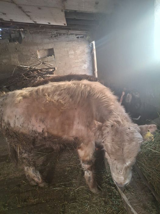 Продается бычки хорошие