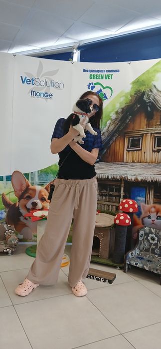 Продаётся щенок помесь, метис