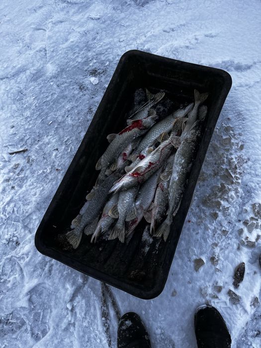 продам рыбу шуку