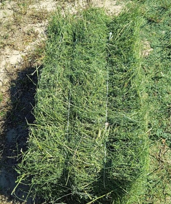 Жоңышқа сатылады. Люцерна продаётся