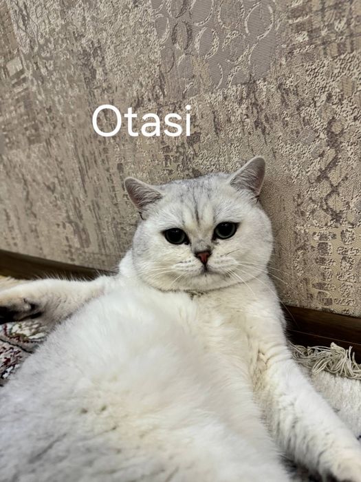 Oq scotish straight 1.5 oylik qiz bola